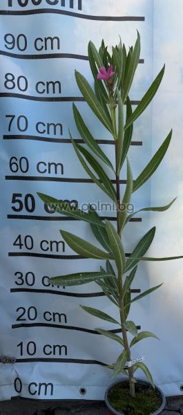 Oleander  Remény Sugar