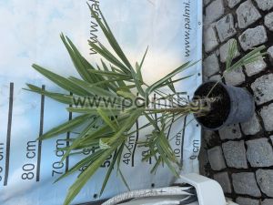 Die legendäre Trachycarpus "Bulgaria"