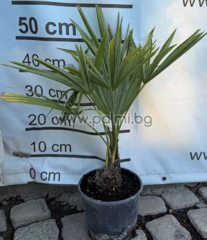 The Legendary Trachycarpus "Bulgaria"