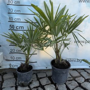The Legendary Trachycarpus "Bulgaria"
