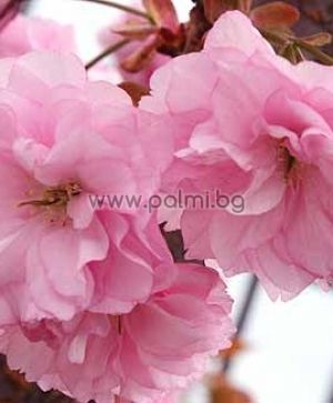Prunus serrulata Kanzan, Japanische Zierkirsche