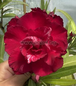 Nerium oleander Bordo Dupla