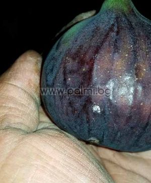 Смокиня Bursa Black (Черна от Бурса)