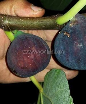 Feige Bursa Black