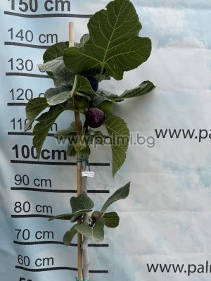 Смокиня Bursa Black (Черна от Бурса)