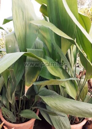 Cast iron plant