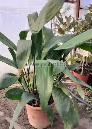 Cast iron plant